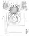 Fig. 06 - Drying rack for a laundry treating appliance