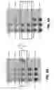 Fig. 07 - Systems and methods for determining systematic defects