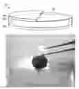 Fig. 01 - Core-Shell Cathodes for Lithium-Sulfur Batteries