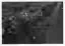Fig. 01 - Strawberry plant named 'Plared 0822'