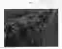 Fig. 02 - Strawberry plant named 'Plared 0822'