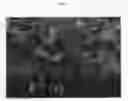 Fig. 03 - Strawberry plant named 'Plared 0822'