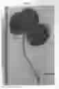 Fig. 05 - Strawberry plant named 'Plared 0822'