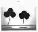 Fig. 06 - Strawberry plant named 'Plared 0822'
