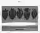 Fig. 16 - Strawberry plant named 'Plared 0822'
