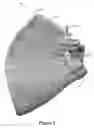 Fig. 02 - NECK GARMENT FOR MAMMALS