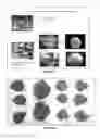 Fig. 07 - Bactericide composition based on a mixture of bacteriophages for the control of black plague in plants or parts thereof, preferably the walnut, caused by Xanthomonas arboricola pv. juglandis; preparation method and application