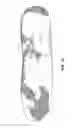 Fig. 16 - HAM AND PORCINE PRODUCTS AND PROCESS FOR PREPARING THE SAME