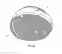 Fig. 17 - HAM AND PORCINE PRODUCTS AND PROCESS FOR PREPARING THE SAME