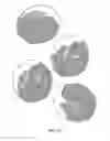 Fig. 18 - HAM AND PORCINE PRODUCTS AND PROCESS FOR PREPARING THE SAME