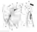 Fig. 01 - Device for tendon and ligament reconstruction