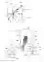 Fig. 20 - Device for tendon and ligament reconstruction