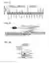 Fig. 07 - METHODS OF PREVENTING OR TREATING PARKINSON'S DISEASE BY THE FARNESYLATION OF PARIS