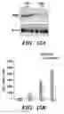 Fig. 22 - Methods for treatment of melanoma