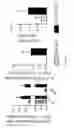 Fig. 02 - METHODS AND PHARMACEUTICAL COMPOSITIONS FOR THE TREATMENT OF TH2 MEDIATED DISEASES