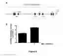 Fig. 07 - Compositions comprising secreted extracellular vesicles of cells expressing NFATC4 useful for the treatment of cancer