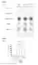 Fig. 16 - TUMOR ANTIGEN PEPTIDE