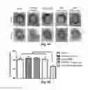 Fig. 06 - Protection and delivery of multiple therapeutic proteins