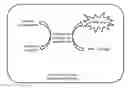 Fig. 01 - Water-absorbing material and uses thereof