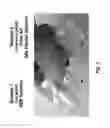 Fig. 03 - Method to enhance wound healing using silk-derived protein