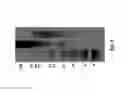 Fig. 04 - Method to enhance wound healing using silk-derived protein