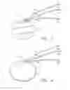 Fig. 02 - Extracellular matrix sheet structures