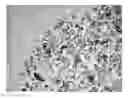 Fig. 01 - TISSUE SCAFFOLDS
