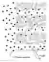 Fig. 01 - Hierarchical porous metals with deterministic 3D morphology and shape via de-alloying of 3D printed alloys