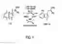 Fig. 02 - Artificial self-sufficient cytochrome P450s