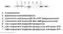 Fig. 01 - PEPTIDES AND NANOPARTICLE FORMULATIONS THEREOF