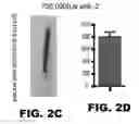 Fig. 06 - Compositions and methods for targeted cytokine delivery