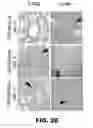 Fig. 07 - Compositions and methods for targeted cytokine delivery