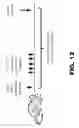 Fig. 45 - Compositions and methods for targeted cytokine delivery