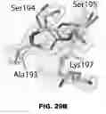 Fig. 76 - Compositions and methods for targeted cytokine delivery