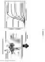 Fig. 02 - Method of treating graft versus host disease with an interleukin-2 mutein