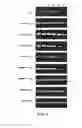Fig. 02 - Modified transferrin DNA binding domain, recombinant DNA polymerase and preparation method