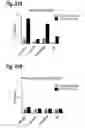 Fig. 23 - MESSENGER RIBONUCLEIC ACIDS FOR THE PRODUCTION OF INTRACELLULAR BINDING POLYPEPTIDES AND METHODS OF USE THEREOF