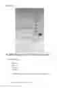 Fig. 07 - Humanized anti-rage antibody