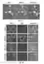 Fig. 02 - Anti-Ryk antibodies and methods of using the same