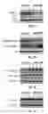 Fig. 09 - Anti-Ryk antibodies and methods of using the same