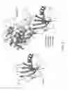 Fig. 09 - METHODS OF CONSTRUCTING IMMUNOGLOBULIN FUSION PROTEINS INHIBITING CATHEPSIN B AND COMPOSITIONS THEREOF