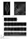 Fig. 09 - Biomimetic support for three-dimensional cell culturing, method for manufacturing same, and use thereof
