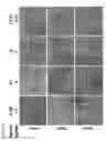 Fig. 49 - Biomimetic support for three-dimensional cell culturing, method for manufacturing same, and use thereof