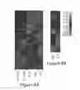 Fig. 08 - Adult stem cell compositions and methods of identification and isolation