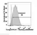 Fig. 01 - Modified stem cell memory T cells, methods of making and methods of using same