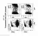 Fig. 08 - Modified stem cell memory T cells, methods of making and methods of using same