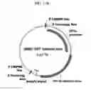 Fig. 22 - Modified stem cell memory T cells, methods of making and methods of using same