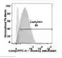 Fig. 01 - Modified stem cell memory T cells, methods of making and methods of using same