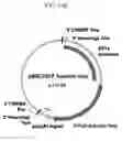 Fig. 22 - Modified stem cell memory T cells, methods of making and methods of using same