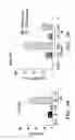 Fig. 14 - Hematopoietic stem and progenitor cells derived from hemogenic endothelial cells